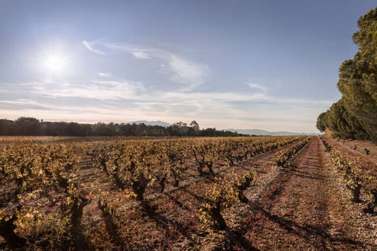 Photo du programme immobilier neuf MAS LLARO – LES BOUGAINVILLIERS
